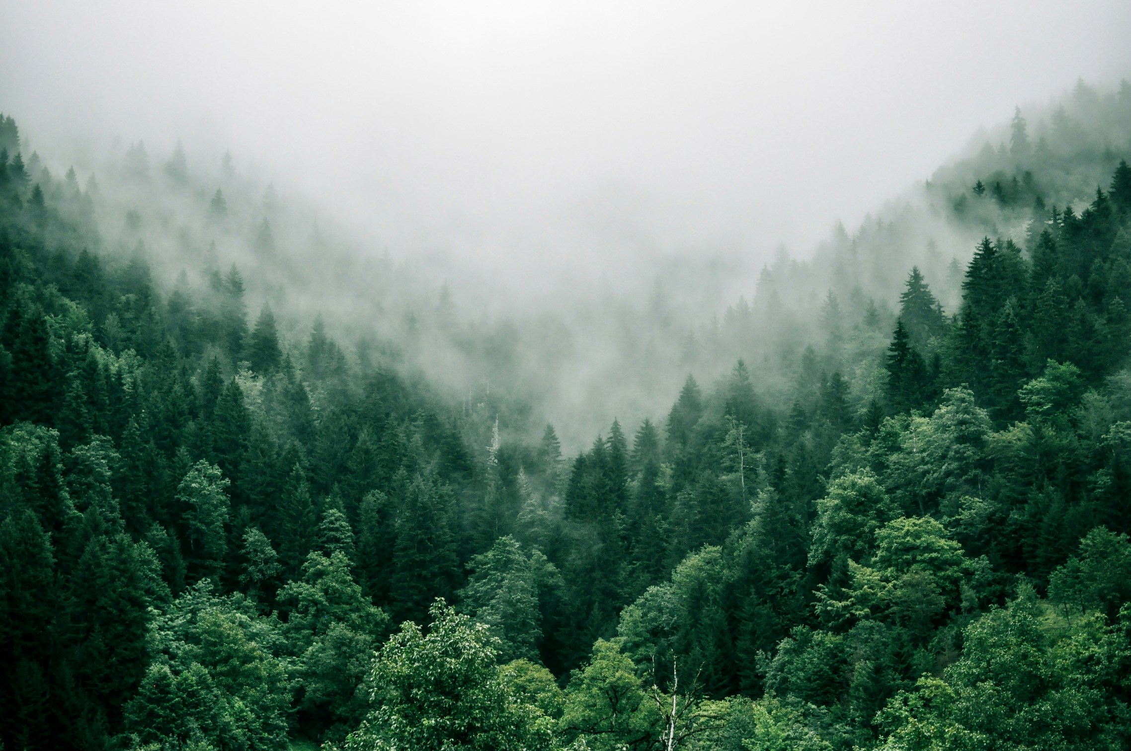 Schwarzwald High Res